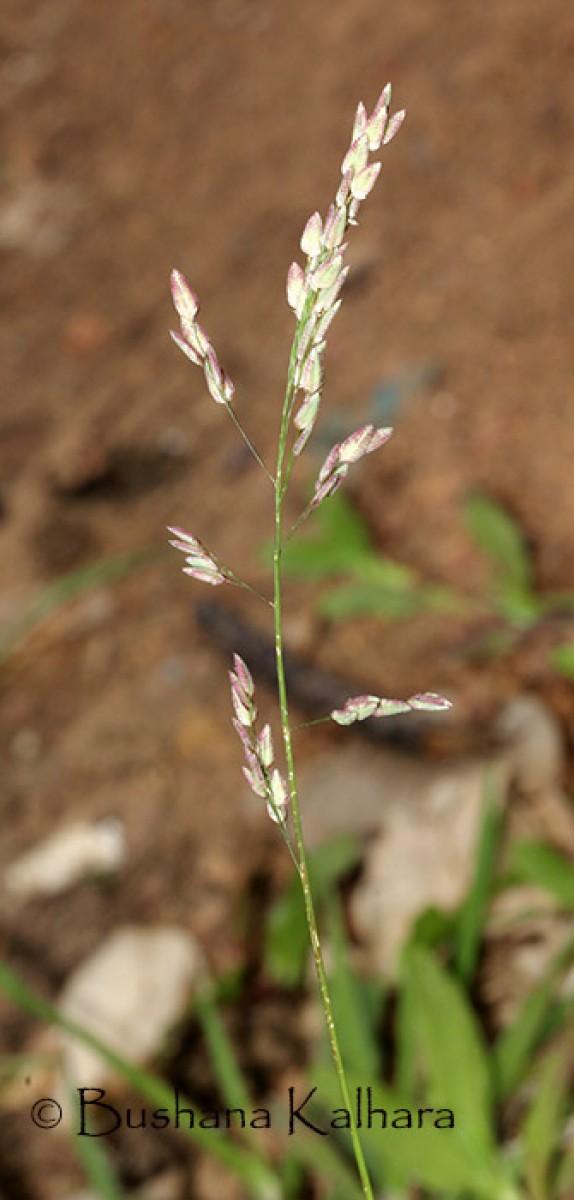 Eragrostis unioloides (Retz.) Nees ex Steud.